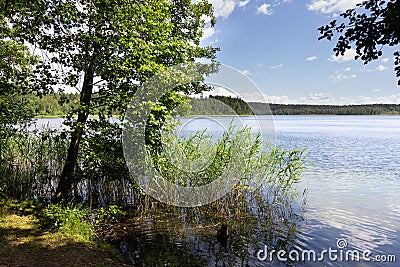 Sammer landscape with the lake and the forest Stock Photo