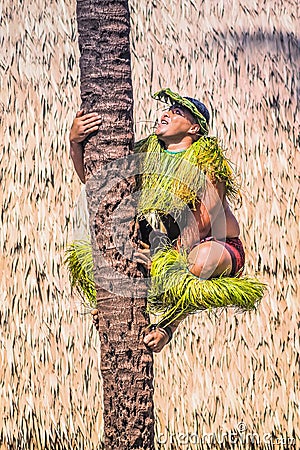 A Samoan man demonstrates how to climb a coconut tree Editorial Stock Photo