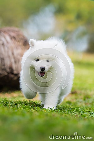 Samoyed puppy walking in a meadow Stock Photo