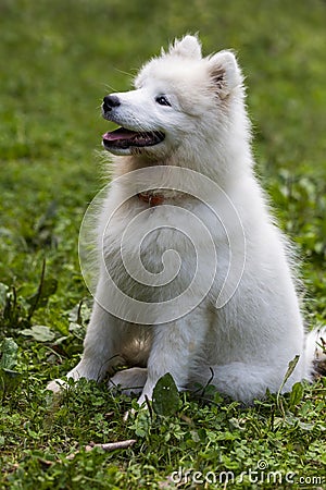 Samoyed - a beautiful breed of Siberian white dog. Four-month-old puppy on a walk Stock Photo