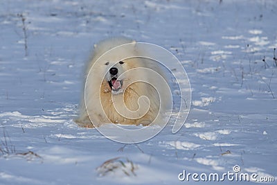 Samoyed - Samoyed beautiful breed Siberian white dog. The 4-year-old dog is lying in the snow and has an open mouth and a tongue Stock Photo