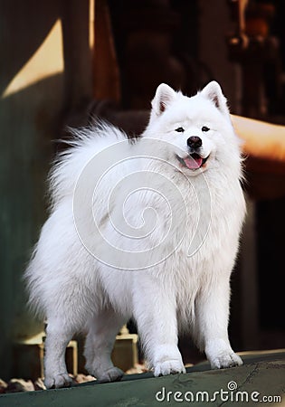 Samoyed dog Stock Photo