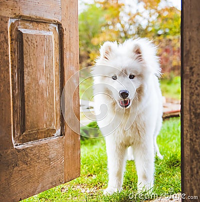 Samoyed dog at the door at home watching the house Stock Photo