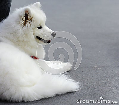 Lovely animals at the dog show Stock Photo