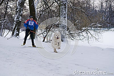 Samoyed Dog Skijoring Editorial Stock Photo