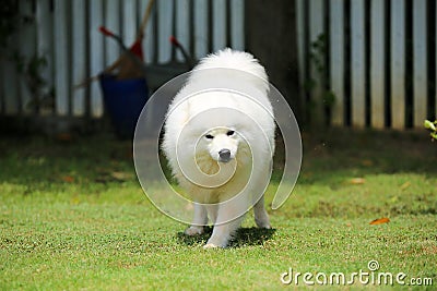 Samoyed dog unleashed at public park in sunny day. Dog playing at grass field Stock Photo