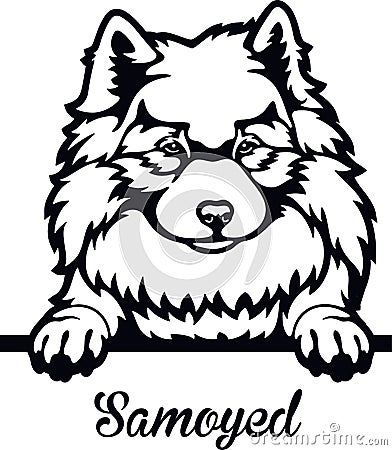 Samoyed Laika Peeking Dog - head isolated on white Vector Illustration