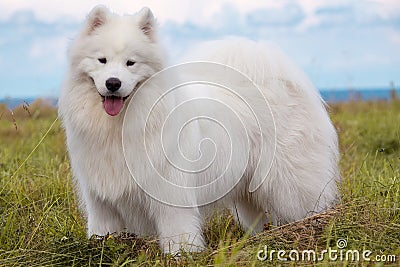 Samoyed puppy Stock Photo