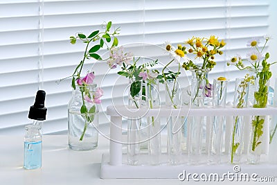 Sample of plants for analysis in university laboratory, studies plant dna, concept science, chemistry, biological laboratory, Stock Photo