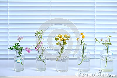 Sample of plants for analysis in university laboratory, studies plant dna, concept science, chemistry, biological laboratory, Stock Photo