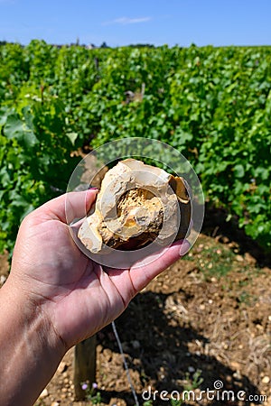 Vineyards of Maconnaise regional appellation, wine making in Burgundy near Macon, France Stock Photo