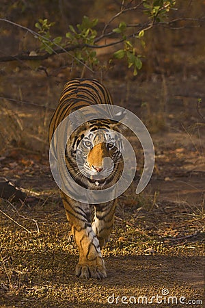 Samrat Tiger, Panthera tigris tigris, Bandhavgarh Tiger Reserve, Madhya Pradesh Stock Photo