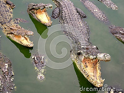 Samutprakan Crocodile Farm and Zoo Stock Photo