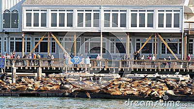 SAN FRANCISCO, CALIFORNIA, USA - 25 NOV 2019: Many seals on pier 39, tourist landmark. People near sea lion rookery in natural Editorial Stock Photo