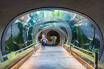 Interior view of the California Academy of Sciences Editorial Stock Photo