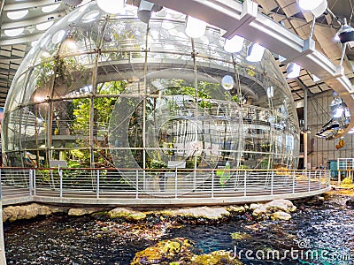 Rainforest of the California Academy of Sciences Editorial Stock Photo
