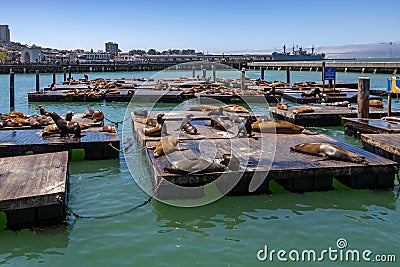 San Francisco, USA - May 27, 2018, sea lions bask in the sun near Marina 39 in San Francisco, in clear sunny weather. Concept, Stock Photo
