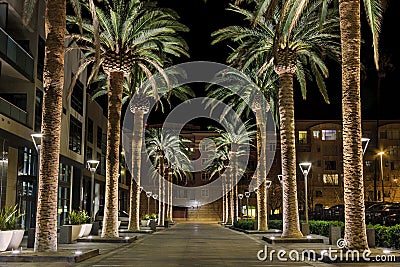 San Jose Palms Stock Photo