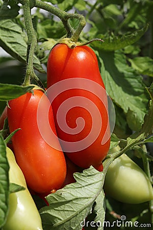 San Marzano Tomatoes on the Ripe Stock Photo
