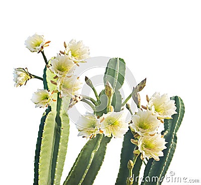 San Pedro Cactus Bloom on white background Stock Photo