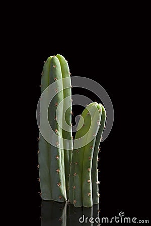 San Pedro cactus. Stock Photo