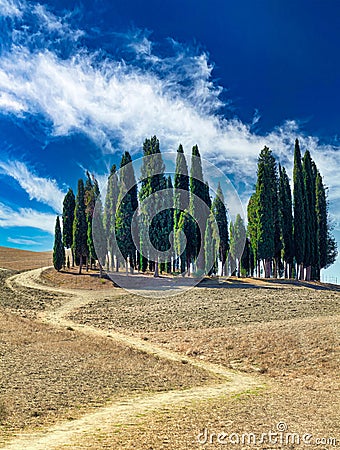 San Quirico d'Orcia Val d'Orcia Tuscany Italy. The typical cypresses trees Stock Photo