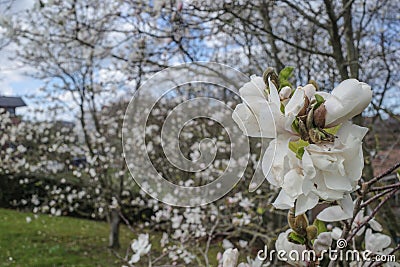 San Sebastian, Spain - 26 Feb, 2023: Almond blossoms in the Aieta Park, Donostia San Sebastian Stock Photo