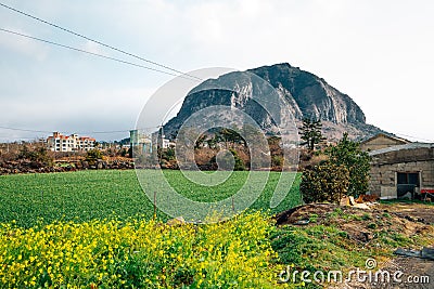Sanbangsan Mountain with yellow rape flowers in Jeju Island, Korea Stock Photo