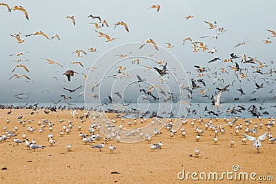 Great colony of seabirds, pelicans and seagulls, California Central Coast. Stock Photo