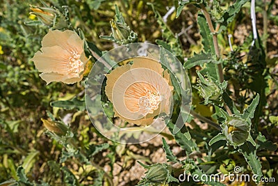 Sand blazing star Mentzelia involucrata blooming in Joshua Tree National Park, California Stock Photo