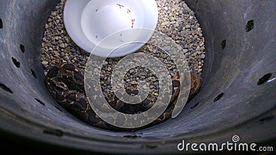 Sand boa sleeping rough Stock Photo