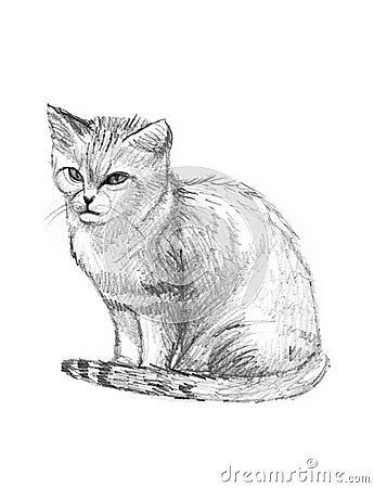 Sand Cat Drawing Sketch Royalty Free Stock Photo Image 