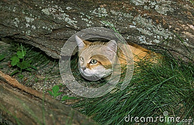 Sand Cat, felis margarita, Adult Hidding under Branch Stock Photo