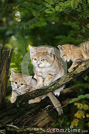 Sand Cat, felis margarita, Female with Youngs standing on Branch Stock Photo