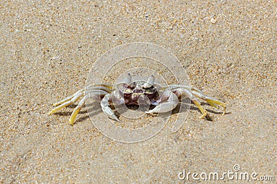 Sand crab on a beach, Vietnam Stock Photo