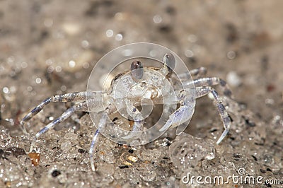 Sand Crab Stock Photo