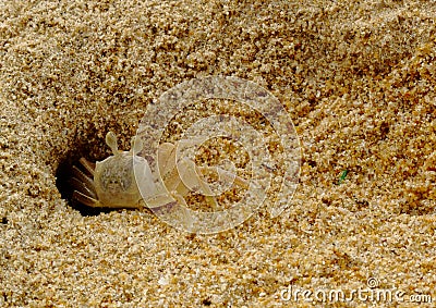 Sand Crab Stock Photo