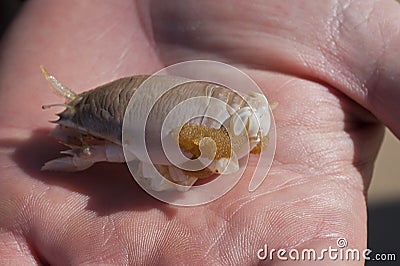 Sand crab with eggs in the palm of a hand Stock Photo