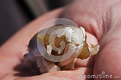 Sand crab with eggs in the palm of a hand Stock Photo