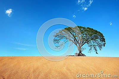 Sand desert with big tree in blue sky Stock Photo