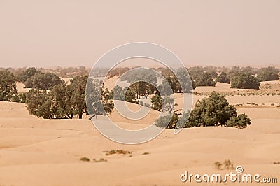 Sand desert with green trees in Morocco Stock Photo