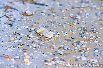 Sand dollar on mexico beach Stock Photo