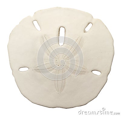 Sand Dollar Stock Photo