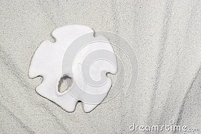 Sand Dollar on Sand Stock Photo