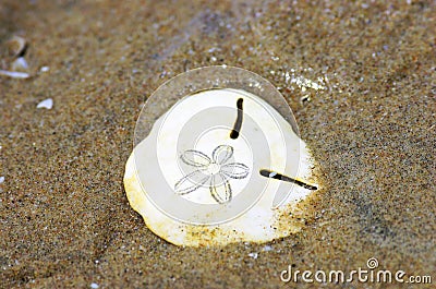Sand dollar seashell Stock Photo