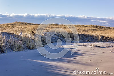 Sand and dry grass Stock Photo