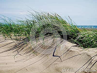 Sand Dune Grass, Black Rock Sands Stock Photo