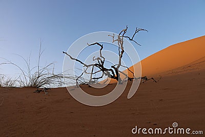 Sand dune in Saudi desert - Beautiful Arabian desert Stock Photo
