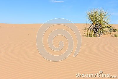 Sand Dune, Yucca, and Blue Sky Stock Photo