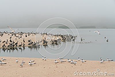 Sand dunes on the beach and colony of seabirds Stock Photo